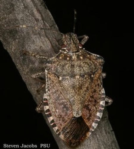 Sick Of Stink Bugs? - Make This Very Effective Trap For $7